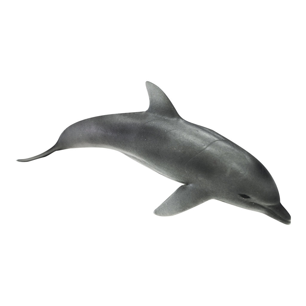 Dolphin - Educating Kids