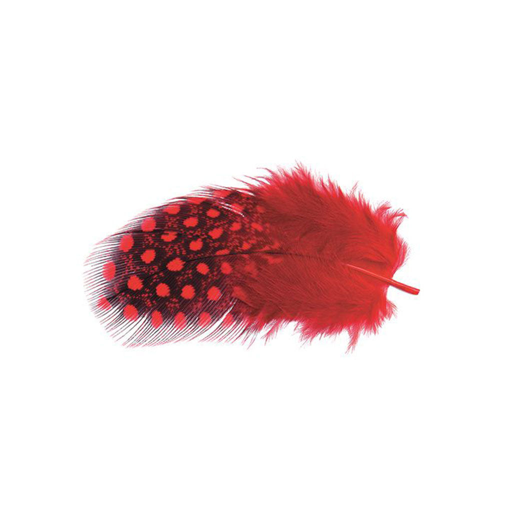 Guinea Fowl Feathers Asst – Pack of 100 - 10g - Educating Kids