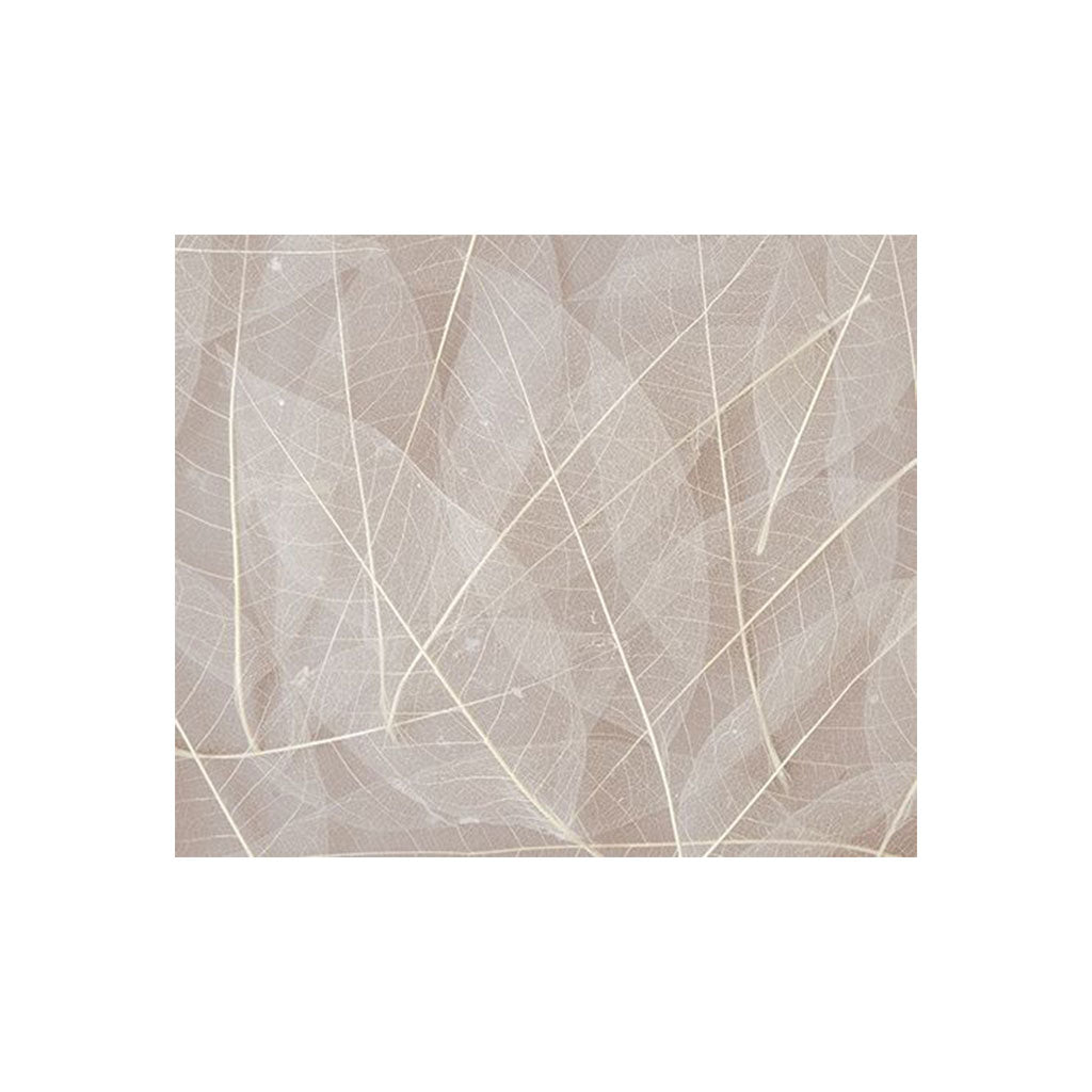 Skeleton Leaves Natural - Pack of 100 - Educating Kids