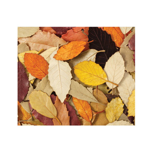 Natural Leaves - Pack of 90 - Educating Kids
