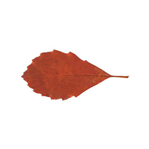 Natural Leaves - Pack of 90 - Educating Kids