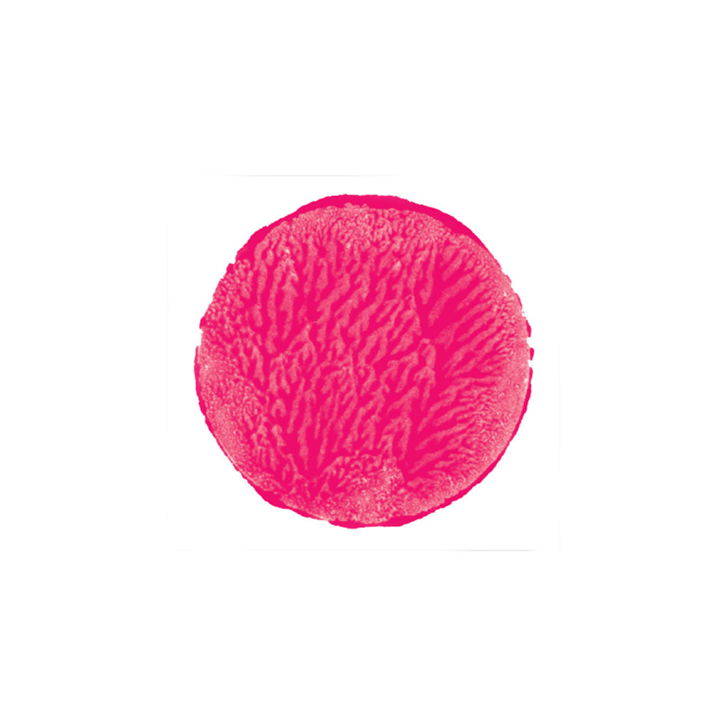 Foam Stamper & Dabber - Pack of 12 - Educating Kids