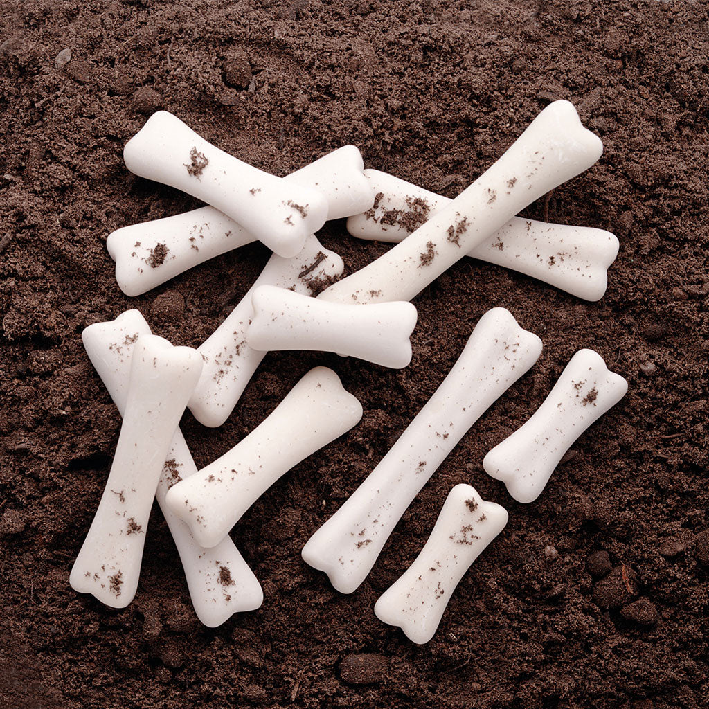 Dinosaur Bones Discovery Set - Set of 12