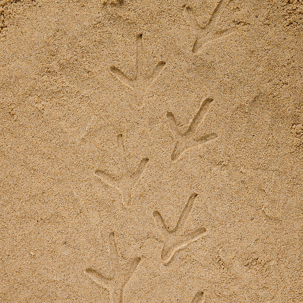 Farmyard Footprints Set of 8