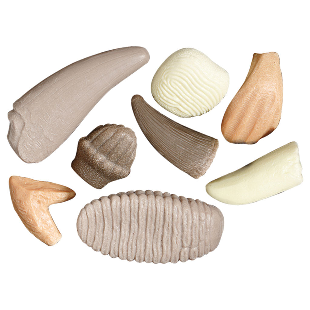 Prehistoric Teeth - Set of 8 - Educating Kids