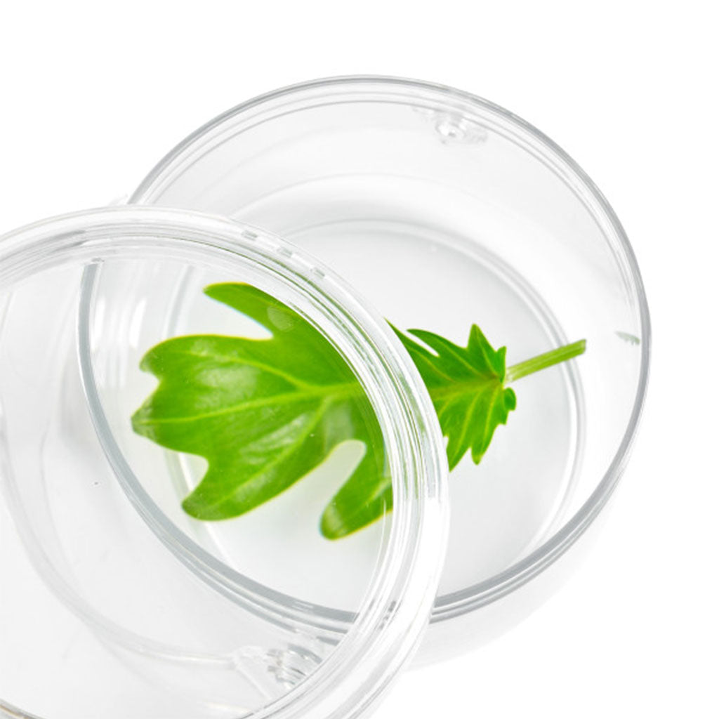 Discovery Magnifying Containers – 2pc - Educating Kids