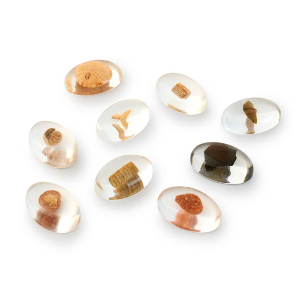 Specimen Stones Fossils – 9pc