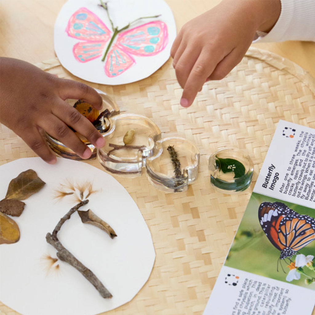 Specimen Life Cycle Puzzle Butterfly – 4pc - Educating Kids