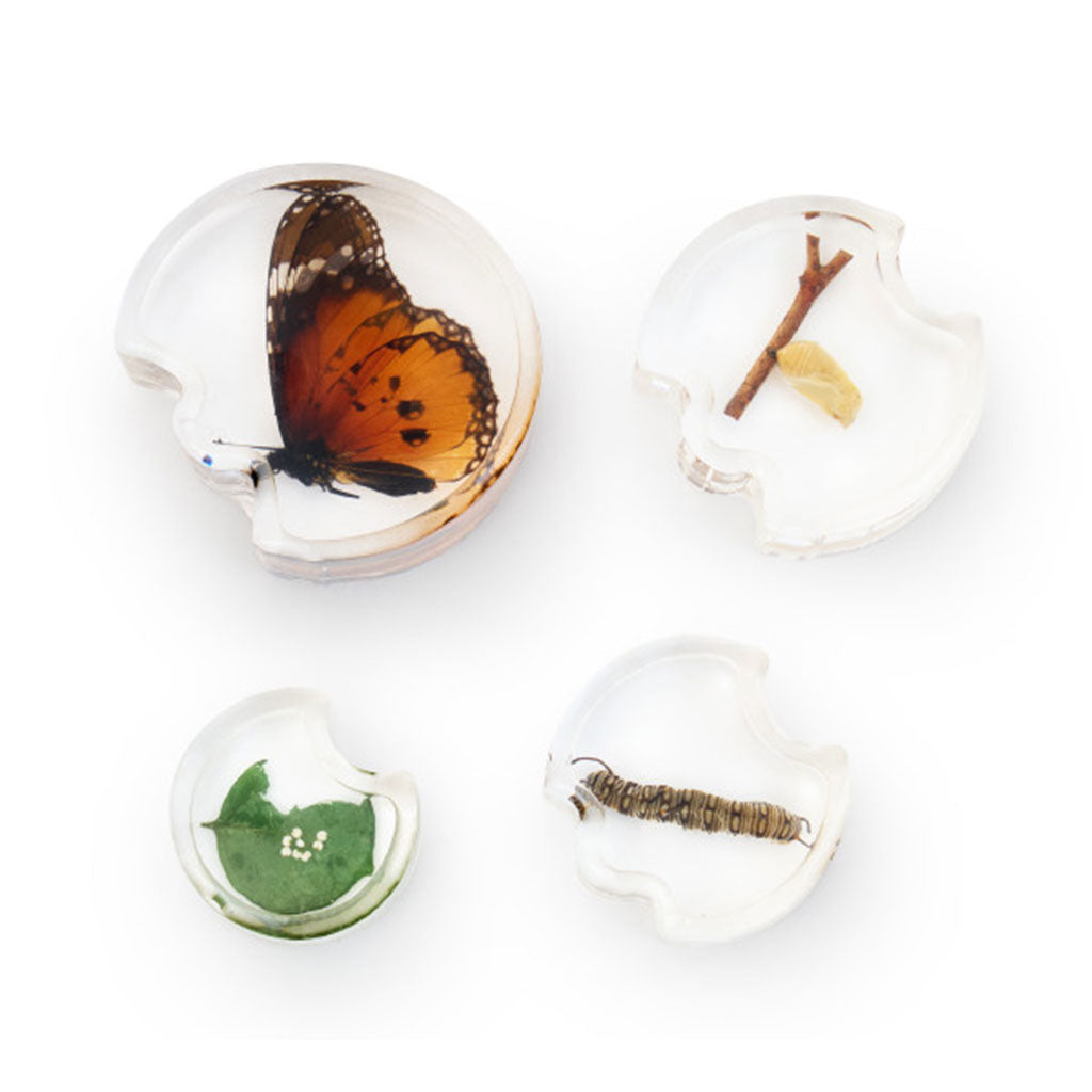 Specimen Life Cycle Puzzle Butterfly – 4pc - Educating Kids