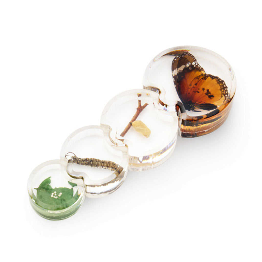 Specimen Life Cycle Puzzle Butterfly – 4pc - Educating Kids