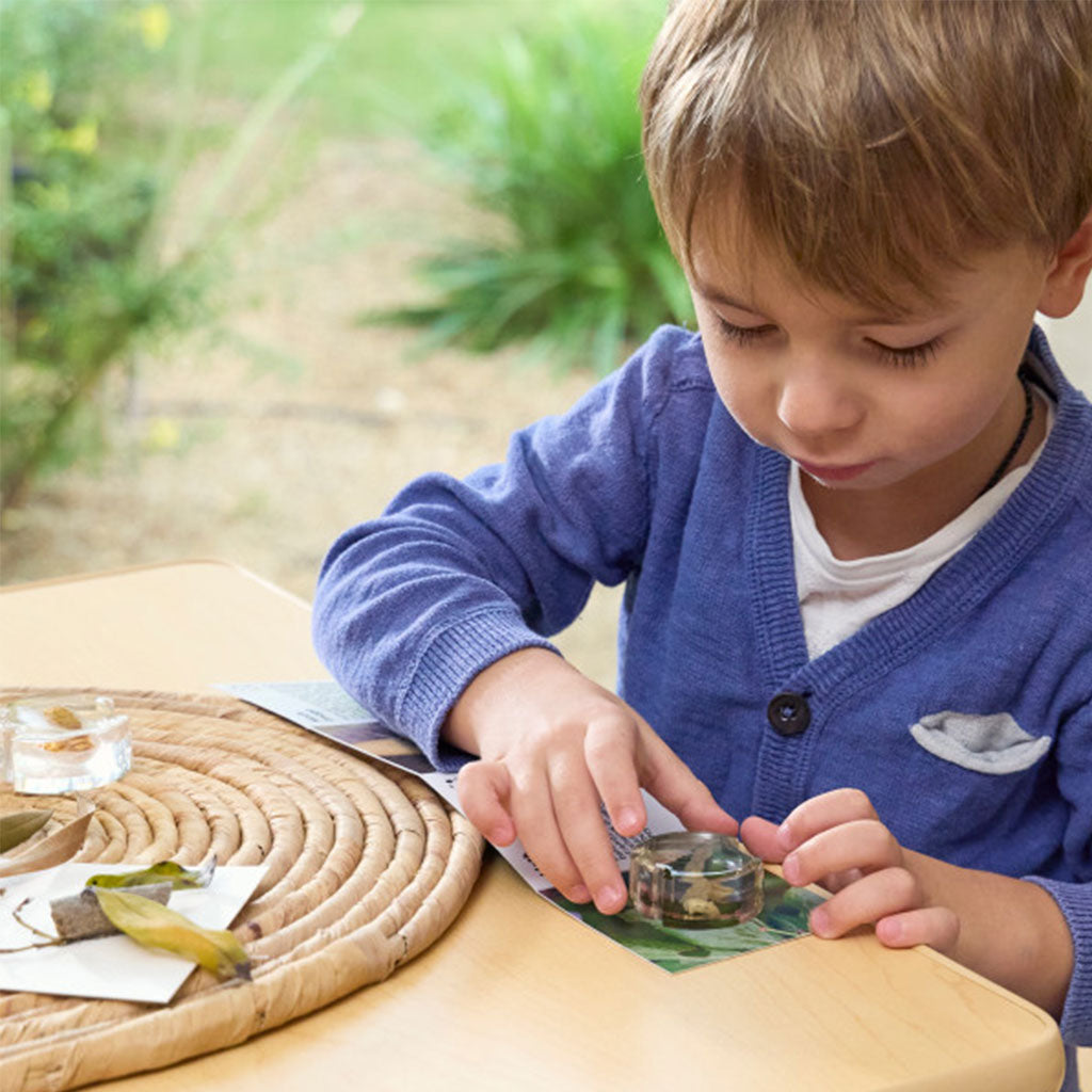 Specimen Life Cycle Puzzle Moth – 4pc - Educating Kids