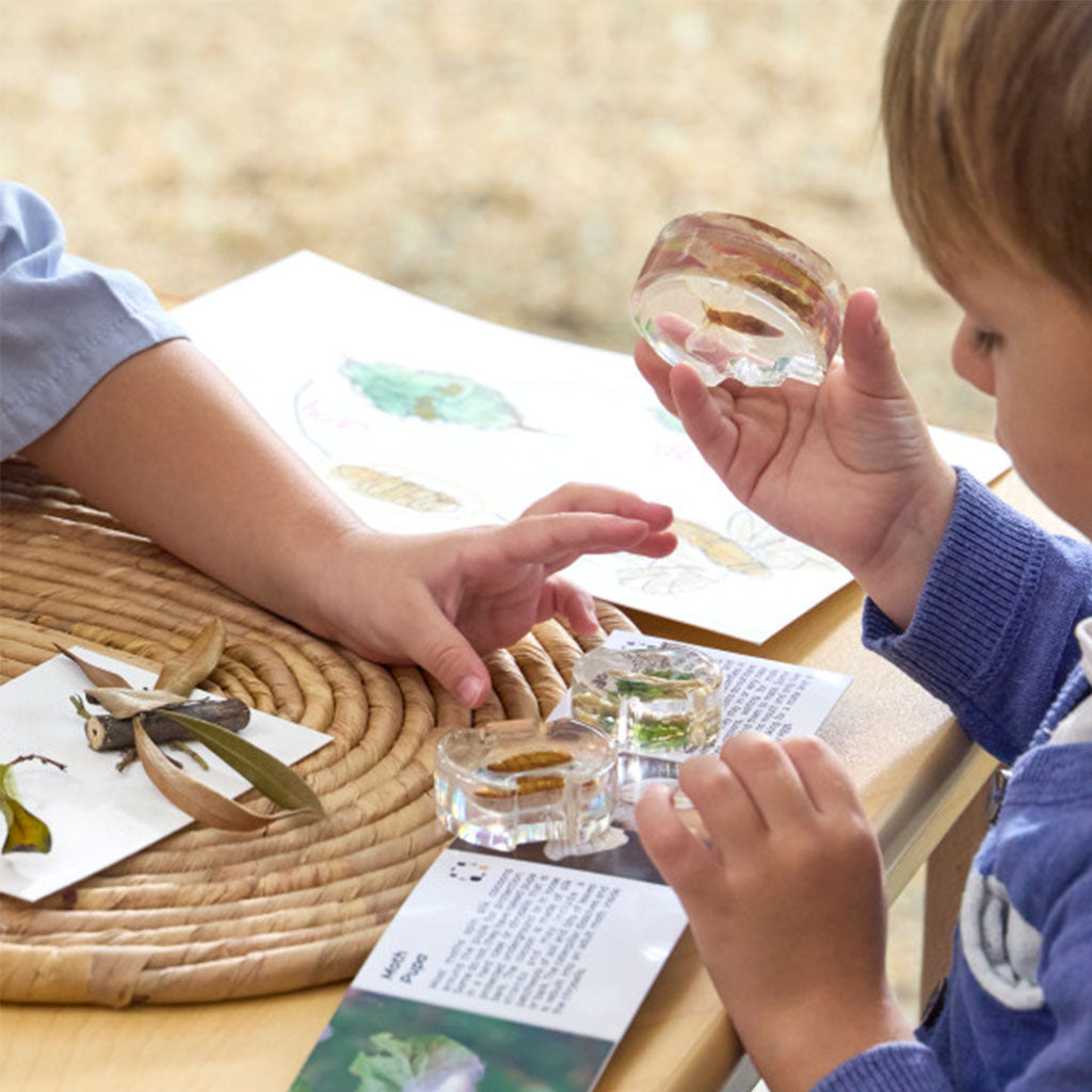 Specimen Life Cycle Puzzle Moth – 4pc - Educating Kids