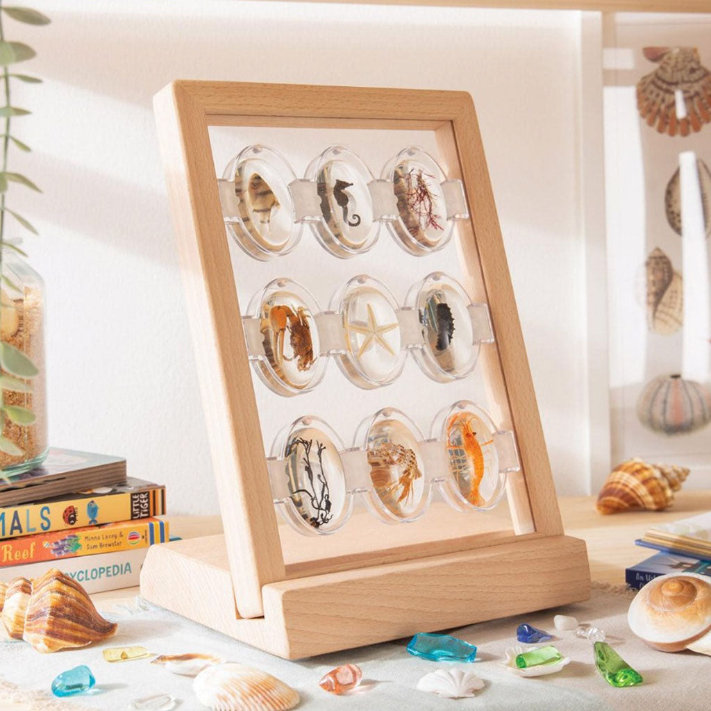 Specimen Stones Tabletop Stand - Educating Kids