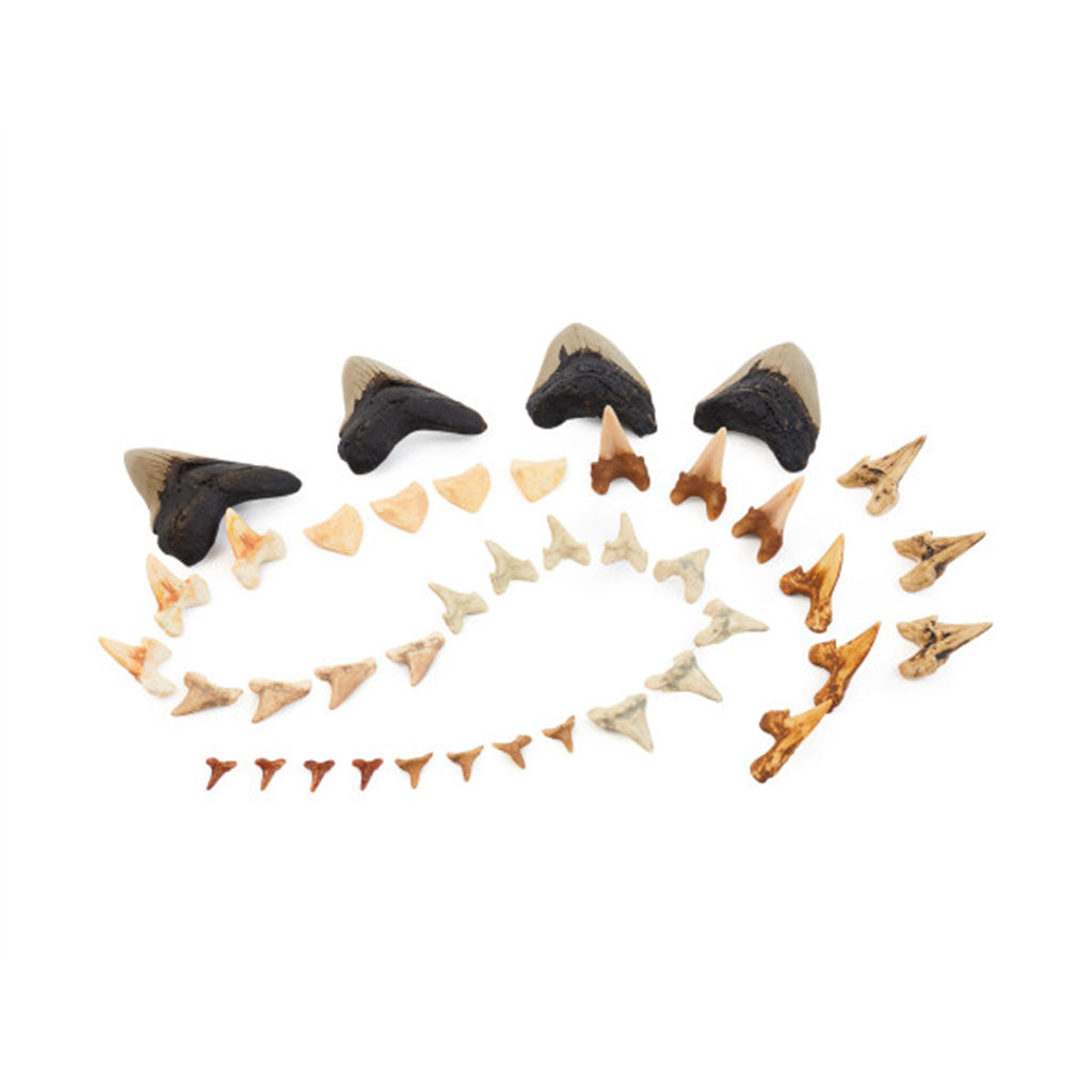 Super Shark Teeth Set - 40pcs - Educating Kids