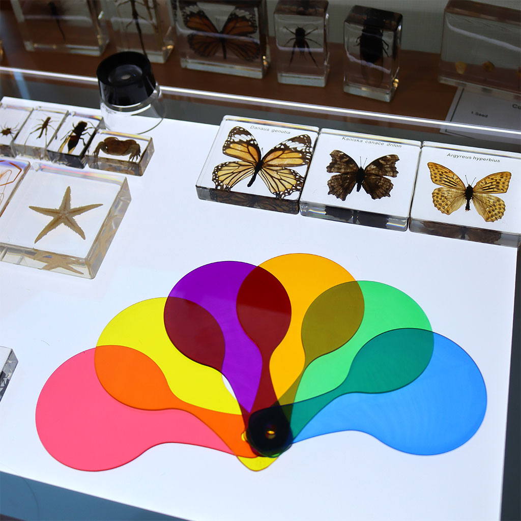 Colour Paddles - Set of 6 - Educating Kids