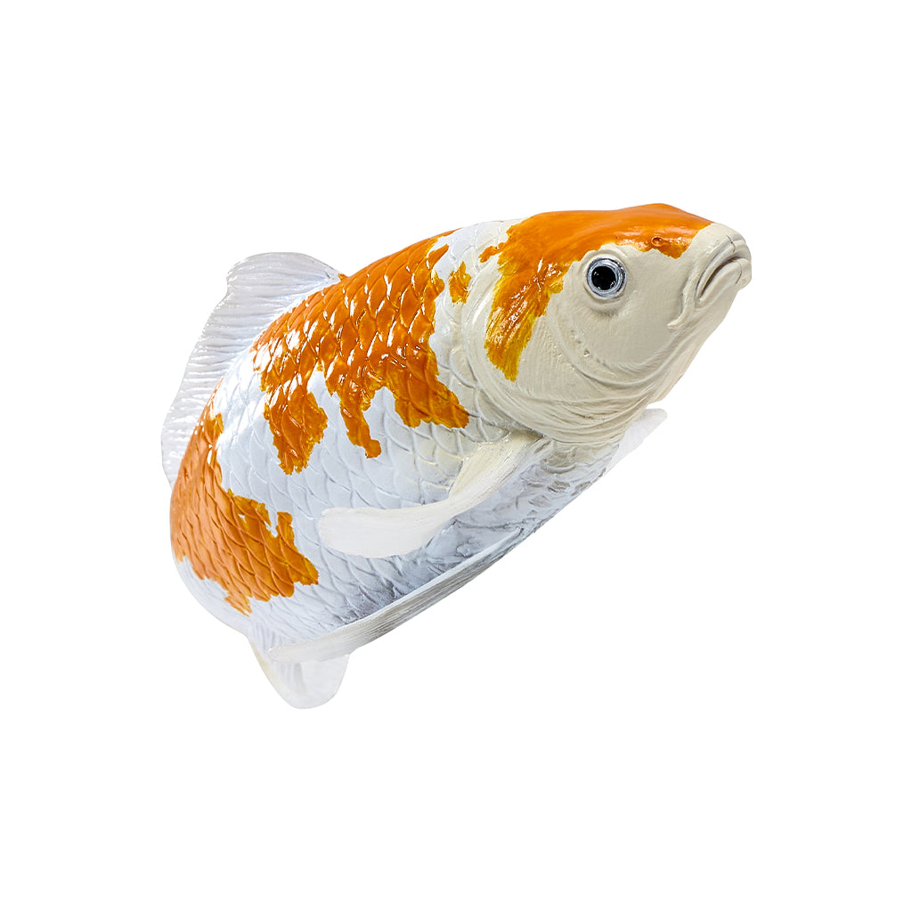 302-MOJ381104 Mojo - Ochiba Shigure Koi Carp_03.jpg