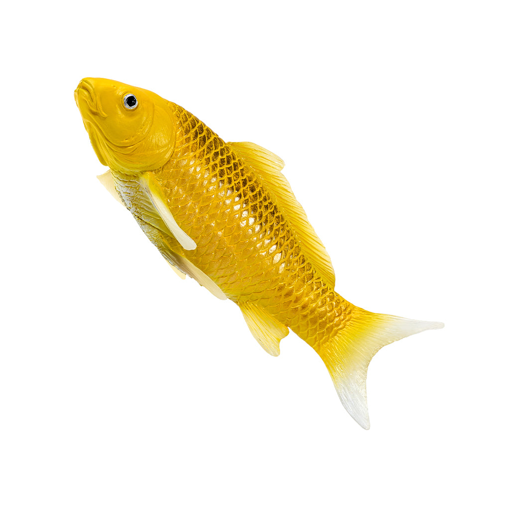 302-MOJ381105 Mojo - Kin Matsuba Koi Carp_02.jpg