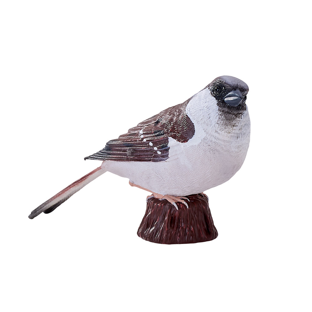 302-MOJ381114 Mojo - House Sparrow_04.jpg