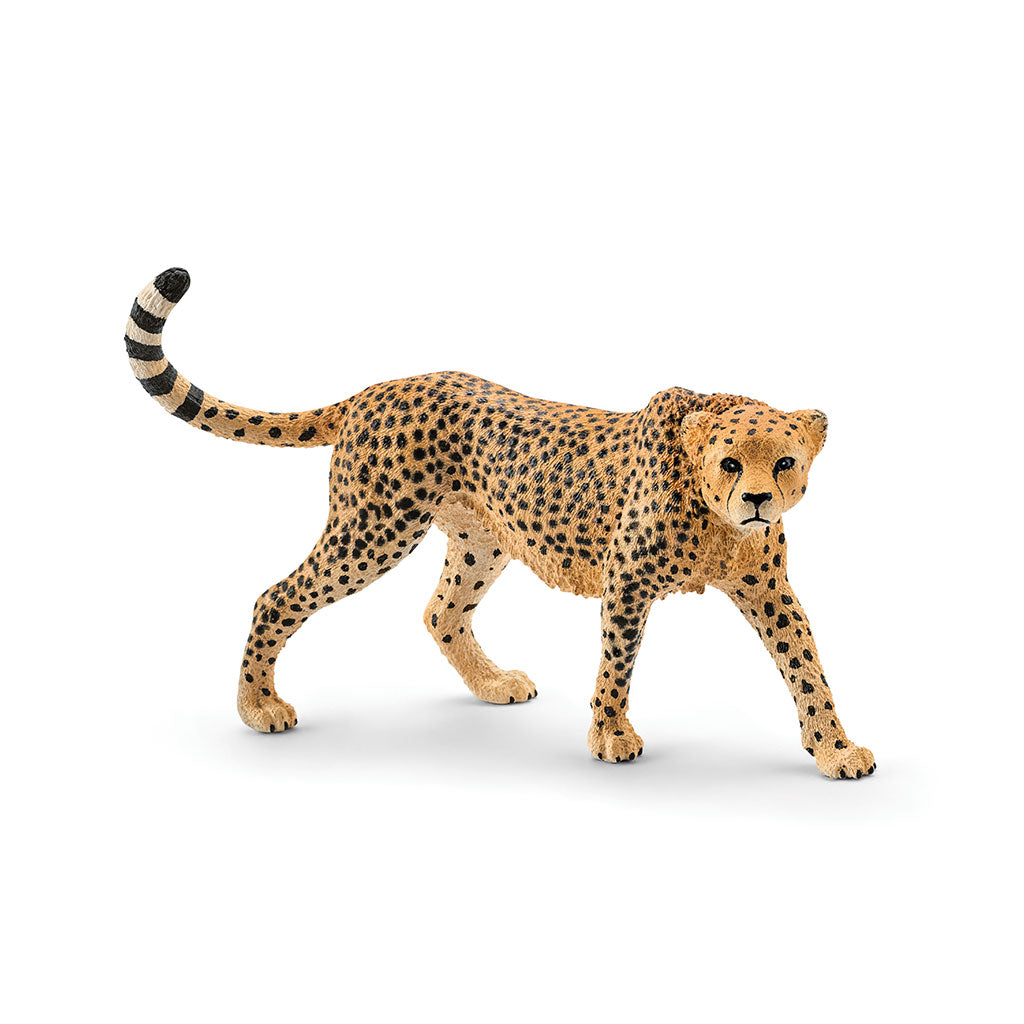 Schleich - Cheetah Female - Educating Kids