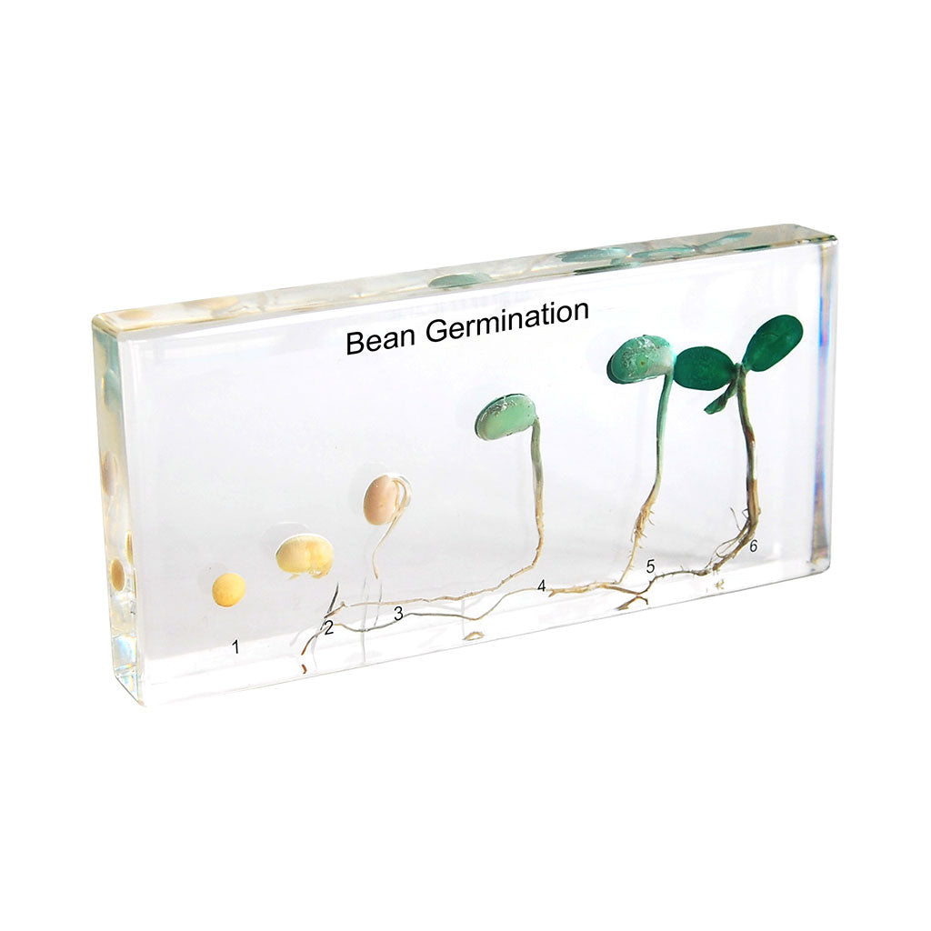 Bean Germination