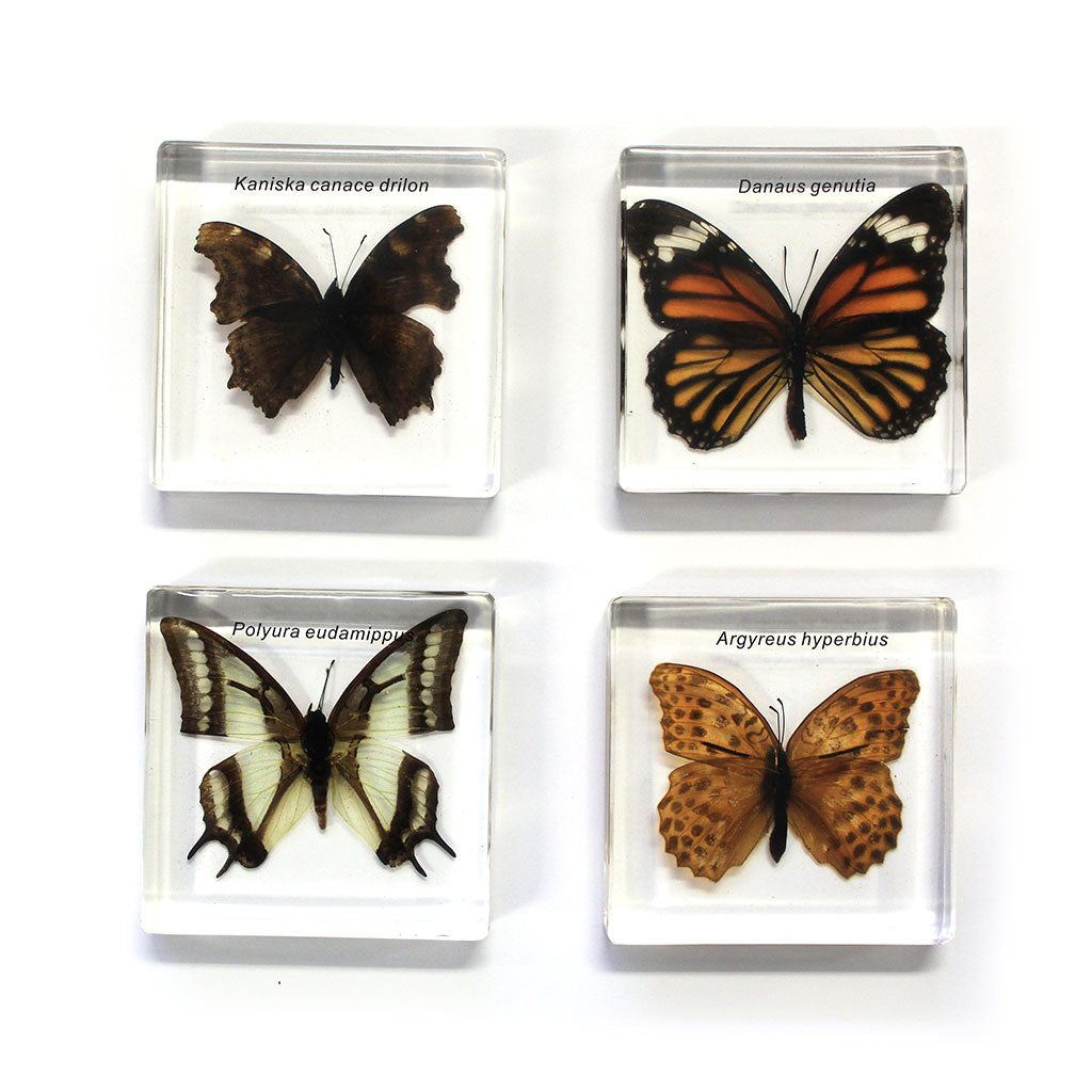 Butterflies - 4pc - Educating Kids