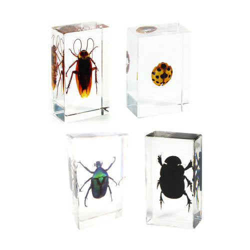 Bugs and Beetles - Set of 4