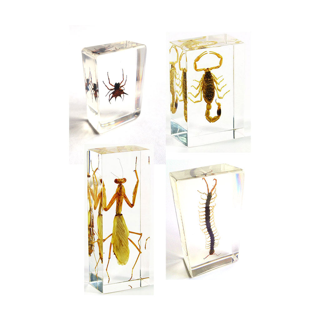 Creepy Crawlies - 4pc - Educating Kids