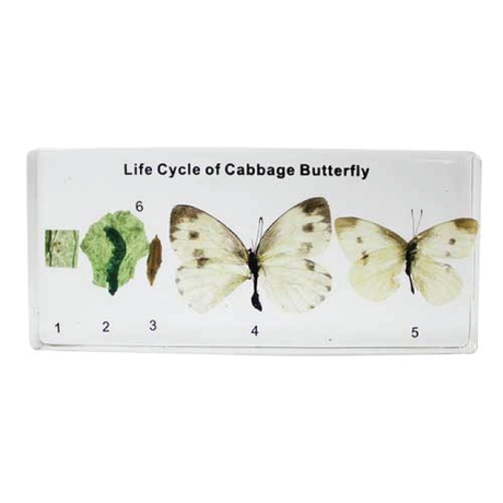 Life Cycles & Living Things