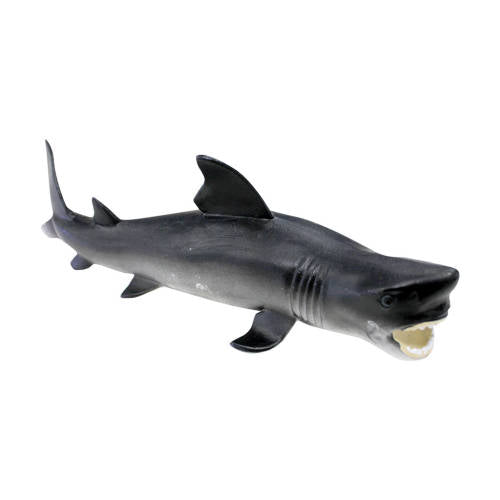 Bull Shark - Educating Kids