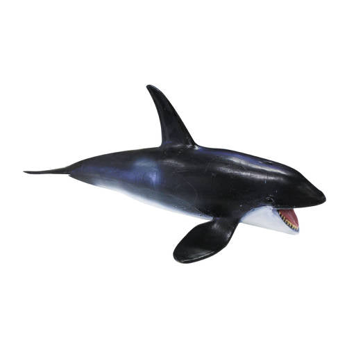 Killer Whale - Educating Kids