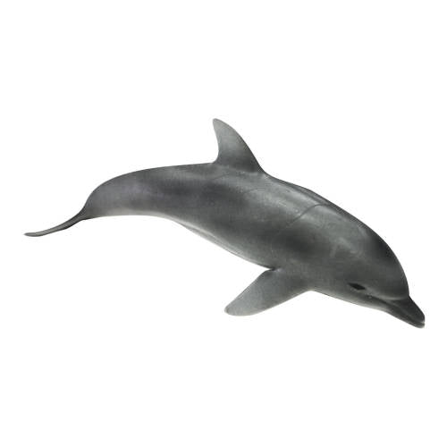 Dolphin - Educating Kids