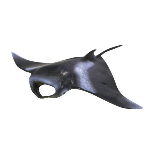 Stingray - Educating Kids