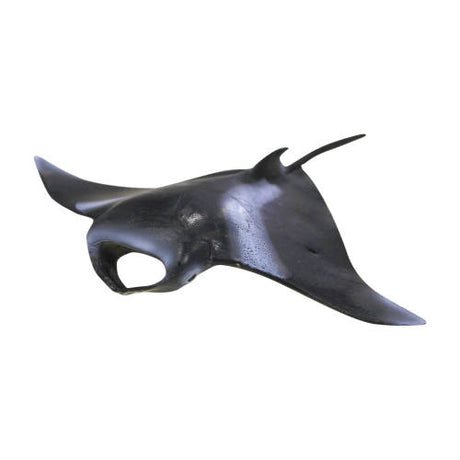 Stingray - Educating Kids