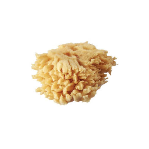 Watercolour Sponges Assorted - Pack of 6 - Educating Kids