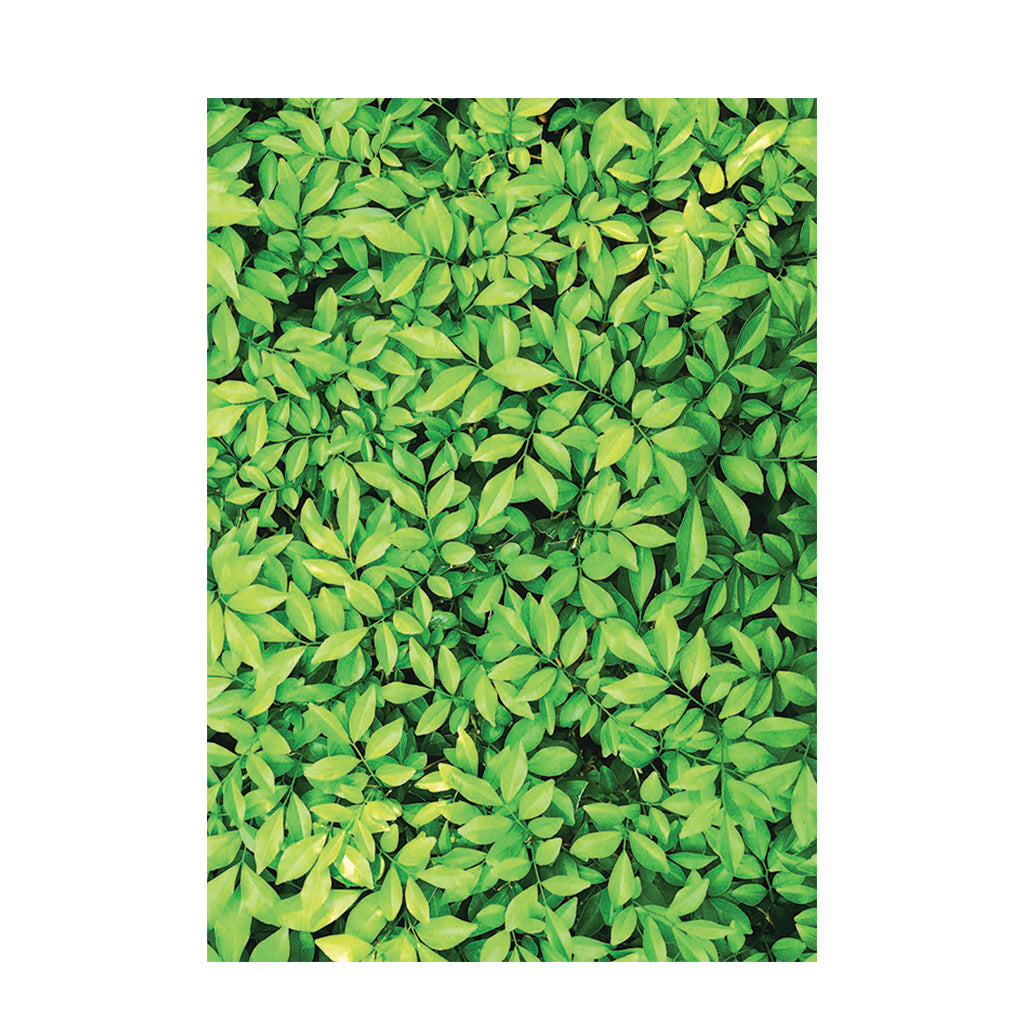 Foliage Pattern Paper A4 - Pack of 40 - Educating Kids