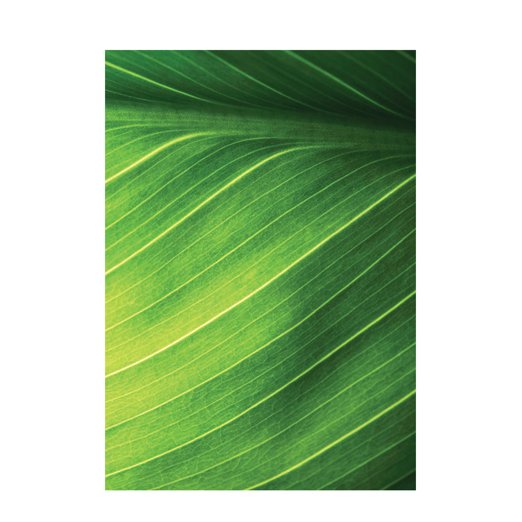 Foliage Pattern Paper A4 - Pack of 40 - Educating Kids