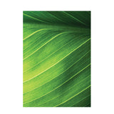 Foliage Pattern Paper A4 - Pack of 40 - Educating Kids