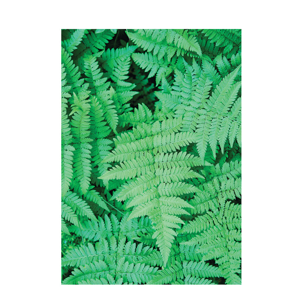 Foliage Pattern Paper A4 - Pack of 40 - Educating Kids