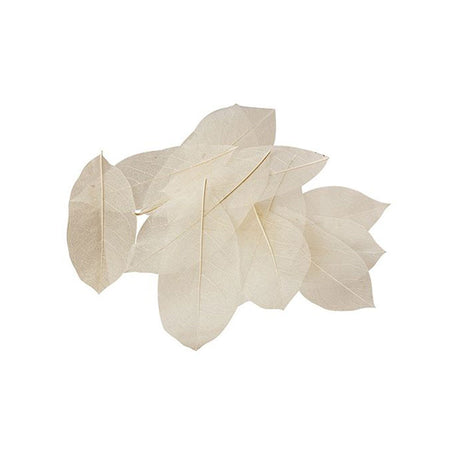 Skeleton Leaves Natural - Pack of 100 - Educating Kids
