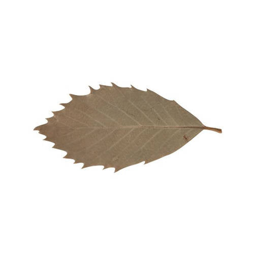 Natural Leaves - Pack of 90 - Educating Kids