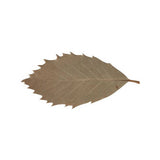 Natural Leaves - Pack of 90 - Educating Kids