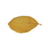 Natural Leaves - Pack of 90 - Educating Kids