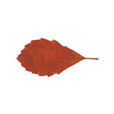 Natural Leaves - Pack of 90 - Educating Kids