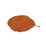 Natural Leaves - Pack of 90 - Educating Kids