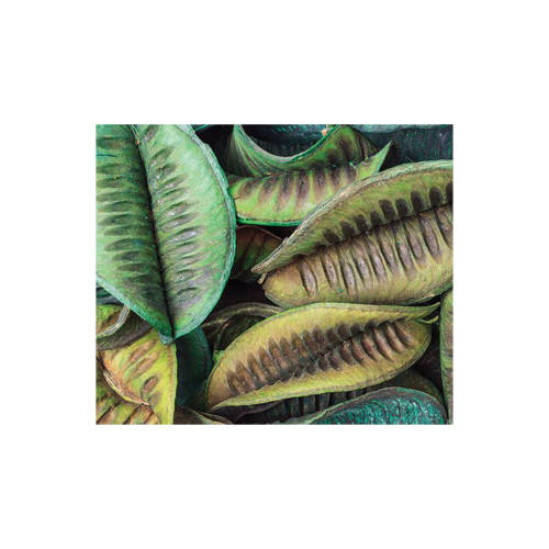 Large Green Pods - 100 grams - Educating Kids