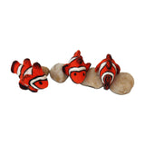 Clownfish - 3pc