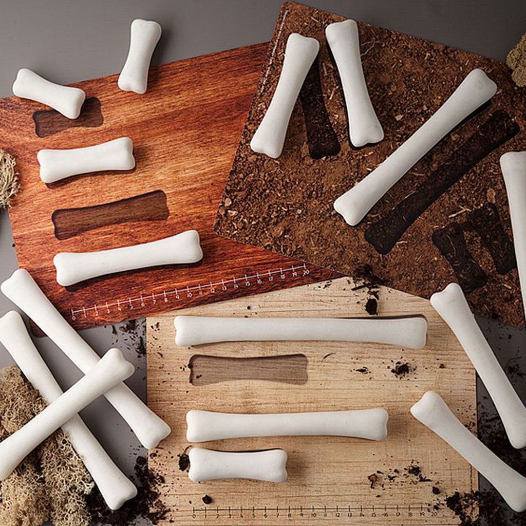 Dinosaur Bones Match and Measure Activity Cards