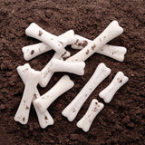 Dinosaur Bones Discovery Set - Set of 12