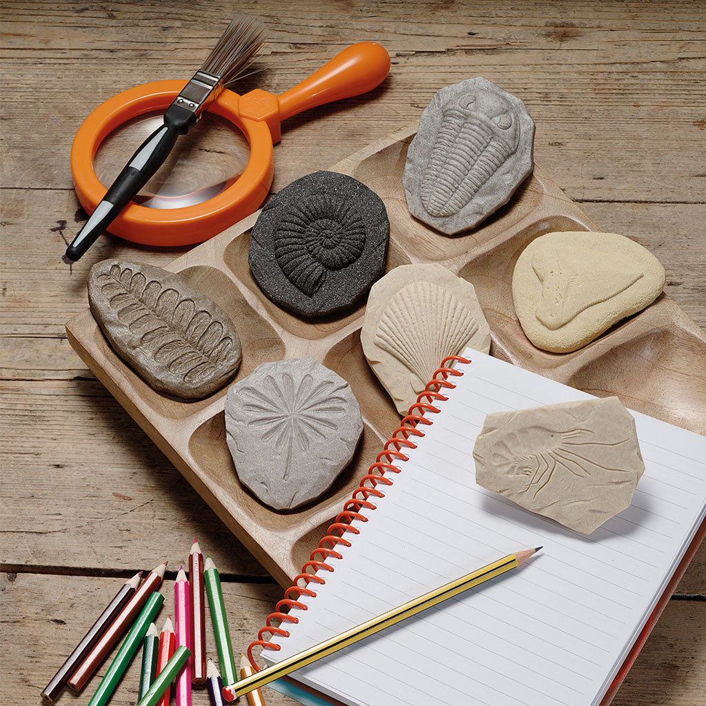 Play & Explore Fossils Set of 8