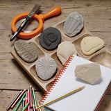 Play & Explore Fossils Set of 8